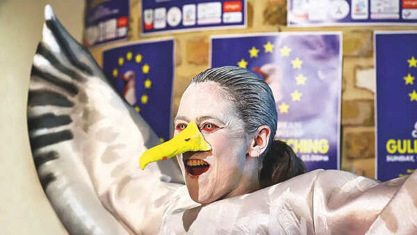 Screech, please! Europe’s hosts seagull showdown
