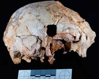 400,000-year-old skull to shed light on human evolution