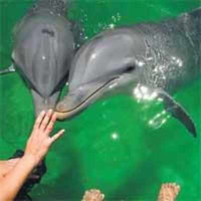 Will we see dolphins in Aarey Colony?