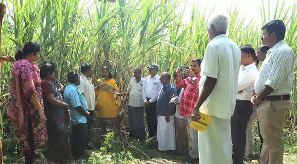 Sugarcane Breeding Institute introduces new variety to farmers