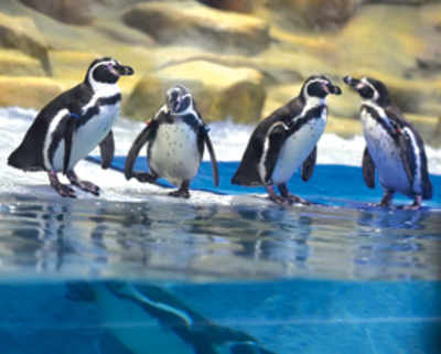 Penguins being taken care of by contractor who only knows how to build roads