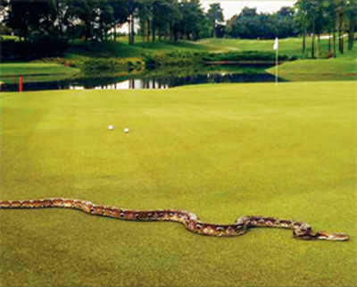 PGA event interrupted due to six-foot long python