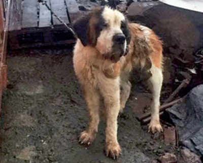 NGO, cops rescue 15 dogs from puppy mill in Katraj