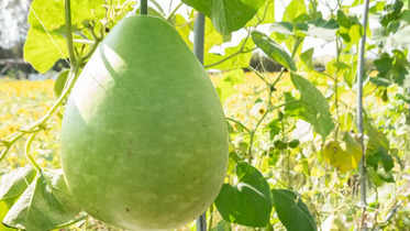 7 benefits of consuming bottle gourd lauki in summer