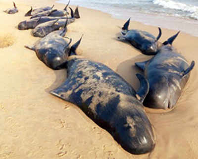 80 Whales wash up on TN shore, 45 die