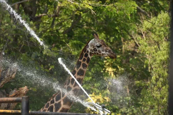 Summer heat grips Mysuru, Kodagu sizzles above normal