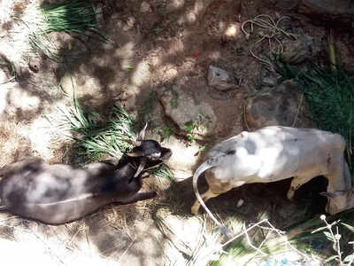 Two bullocks fall into a dry open well in Kolar district