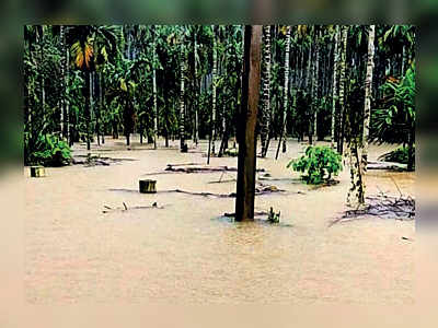Kerala floods: Over 45K ha of paddy, spices and crops hit