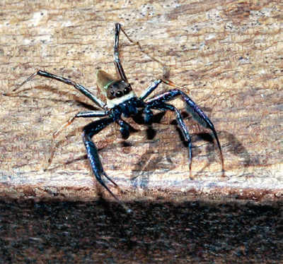 Mangaluru: Jumping spider springs back after 122 years