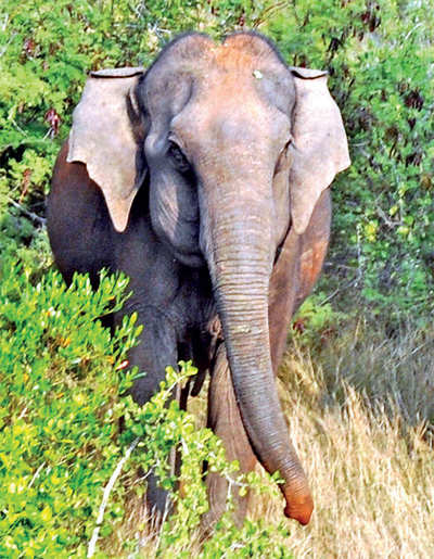 Karnataka: SMS alerts to warn people of elephant movement in conflict areas