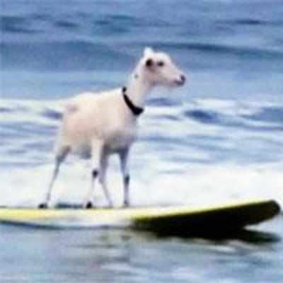 Riding the waves, Goat-ee is the new kid on the block
