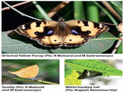 Time for butterfly spotting in Bengaluru