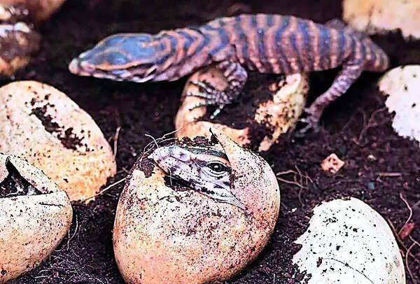 18 monitor lizards brought to life in plastic box ‘artificial incubator’