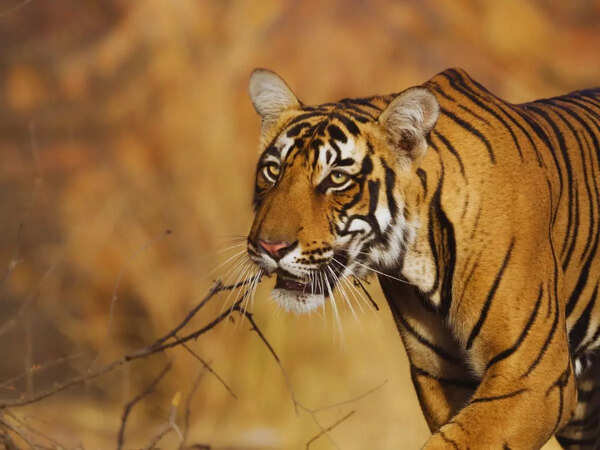 5 exotic animals to spot inside Kanha National Park, Madhya Pradesh