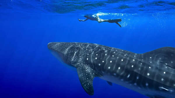 Shark kills man in Australia's Queensland state: police