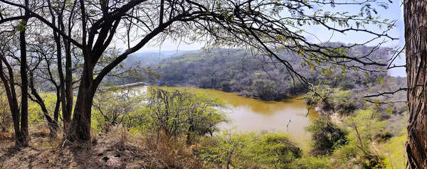 Sukhna wildlife survey confirms adult leopards, bird species count doubles