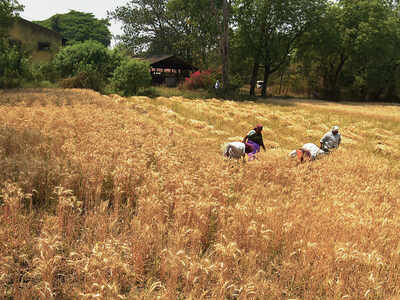 Bhakri and daal to soon cost more, due to drought Bhakri and daal to soon cost more, due to drought