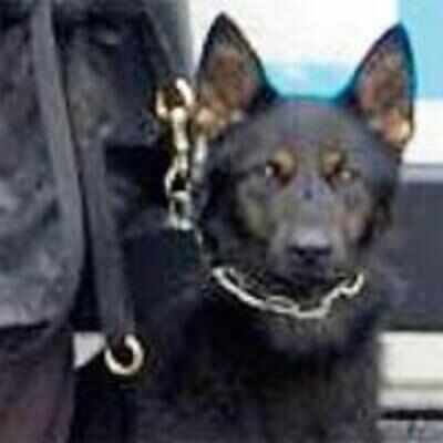 Prosecution asks police dog for witness report