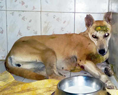 Dog survives leopard attack in Thane society