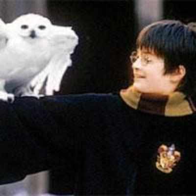 Jairam Ramesh blames Harry Potter for dwindling owl population