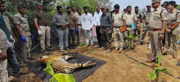 Tiger cub dies of electrocution on private land in Mysuru