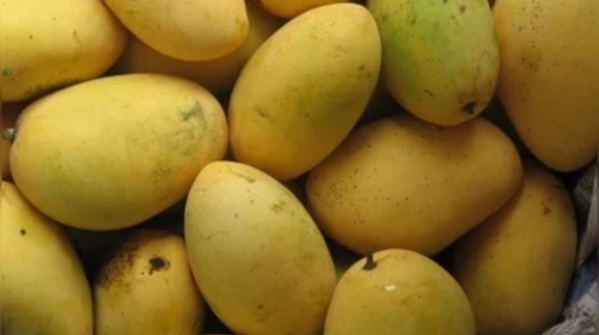Chaunsa Mango