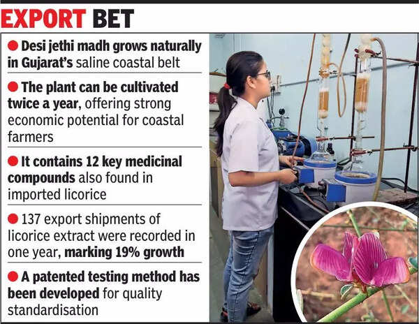 Indigenous jethi madh may cut India’s licorice import bill