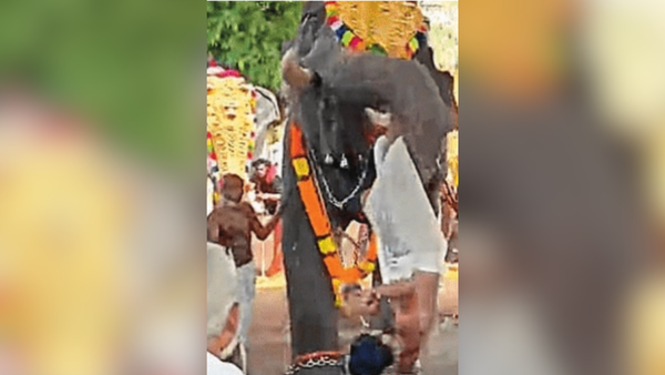 Kerala temple chaos: Elephant lifts, throws man during festival