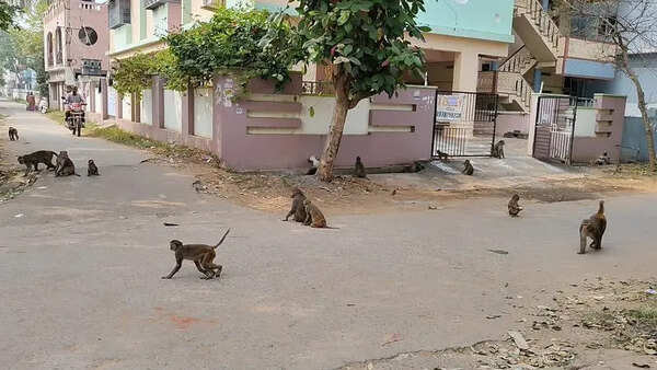 Monkey menace grips Anakapalli villages, farmers abandon crops