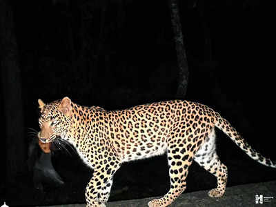 Big cat makes a meal out of bat