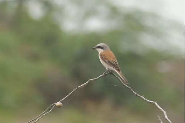 Rare migratory bird recorded along TN coast