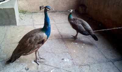Peacock, peahen rescued in Navi Mumbai