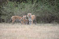 Tiger couple resurrects MP&rsquo;s &lsquo;first&rsquo; sanctuary