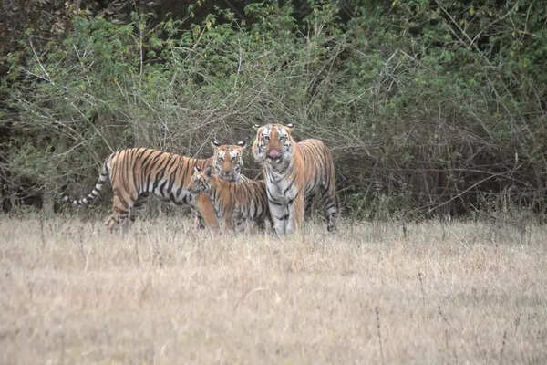 Tiger couple resurrects MP’s ‘first’ sanctuary