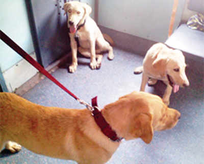 New railway recruits: Meet the sniff squad