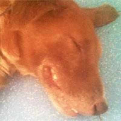 Man tortures dog, booked for attempt to murder