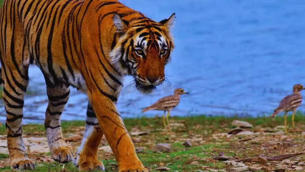 Rajasthan to bring big cats from otherstates to enrich local gene pool