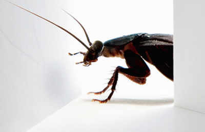 Roaches use GPS to move around