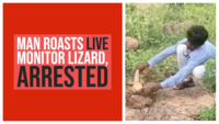 On cam: Man roasts live monitor lizard, arrested 