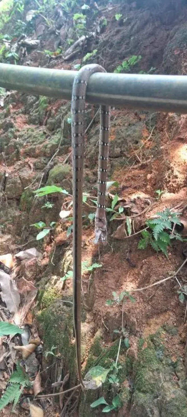 Snakebites rise, test system readiness