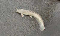 Mumbai: Catfish land on Juhu airport runway after heavy rainfall 