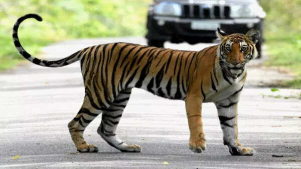 Bihar: Tiger on prowl kills 2 buffaloes in West Champaran