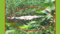 Several dead fish found floating in Bengaluru’s Sheelavantanakere lake 
