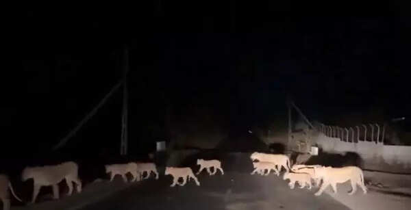 Rising to eco-challenge: Gir elevated rail, road links to steer clear of lions