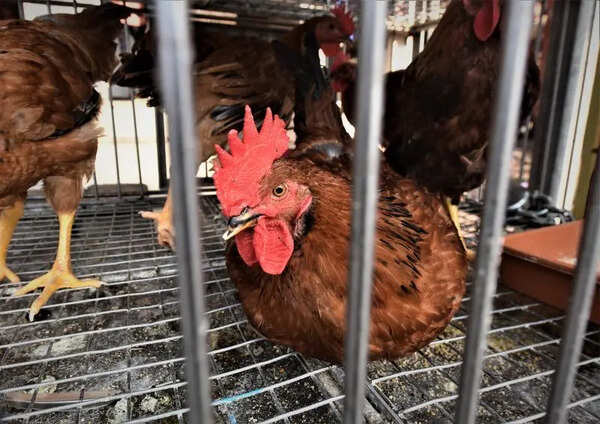 Egg, chicken prices stay under pressure amid weak demand