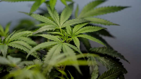 Air India Phuket flight probe: Marijuana’s legal availability adds to worries of airlines