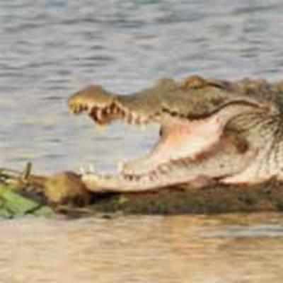 After croc attack, locals want fence around lake