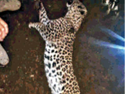 Leopard cub enters cow shed, is trampled to death by 35 cows