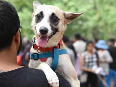 Bengaluru and Mumbai are the most pet-friendly cities in India, reveals survey