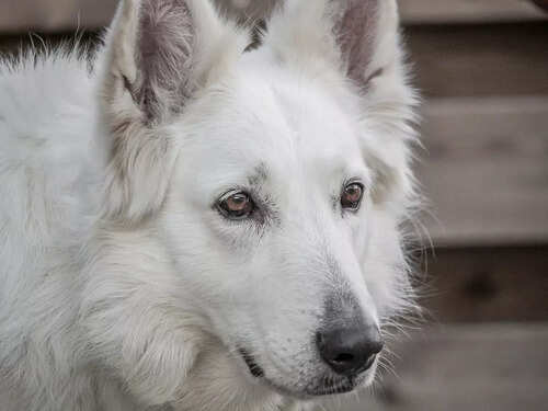 interesting facts about german shepherds